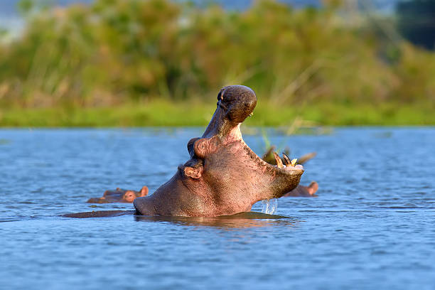 istock Hippo in the water 503367668
