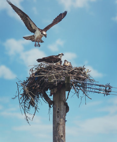 A family of Osprey that has built a nest atop a disused power pole.