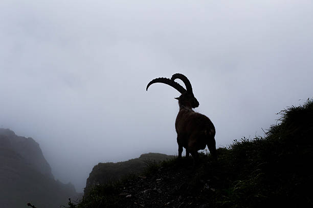 istock Alpine ibex (capra ibex) in the mist 503372481