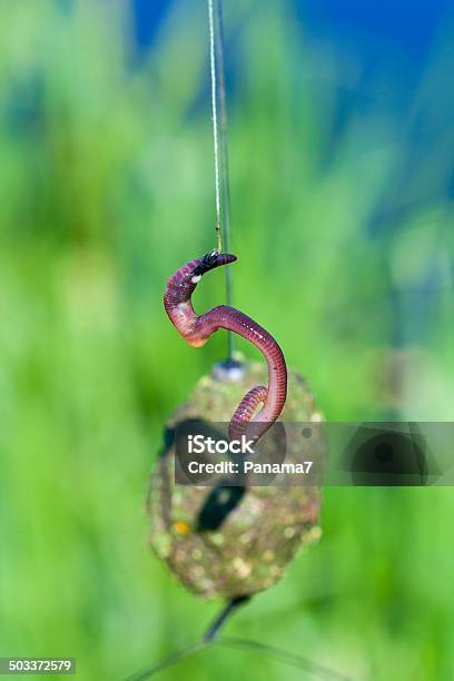 Worm Bited On A Fishing Hook Stock Photo - Download Image Now - Addiction, Animal, Catch of Fish