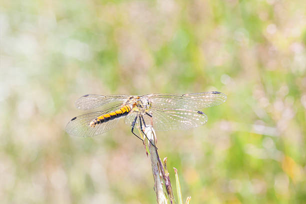 istock Yellow dragonfly on a plant straw 503372585