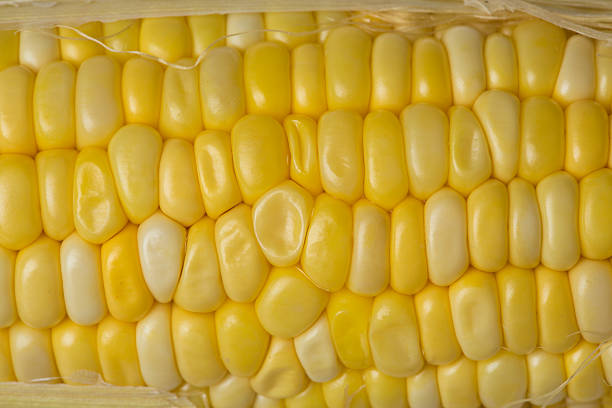 GM kukurydzy – zdjęcie