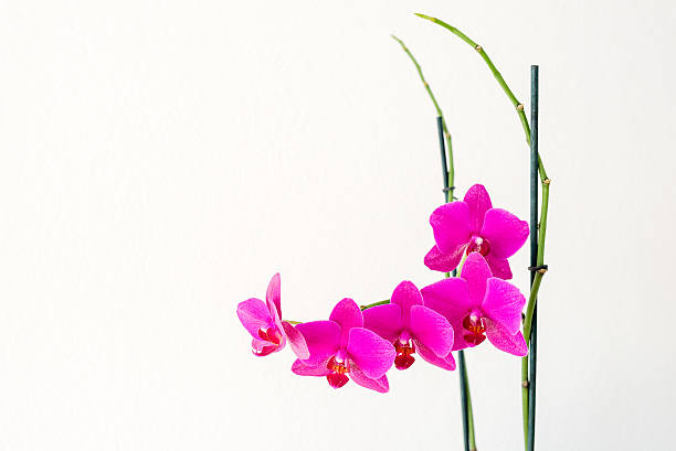 istock Pink orchid flower 503373961
