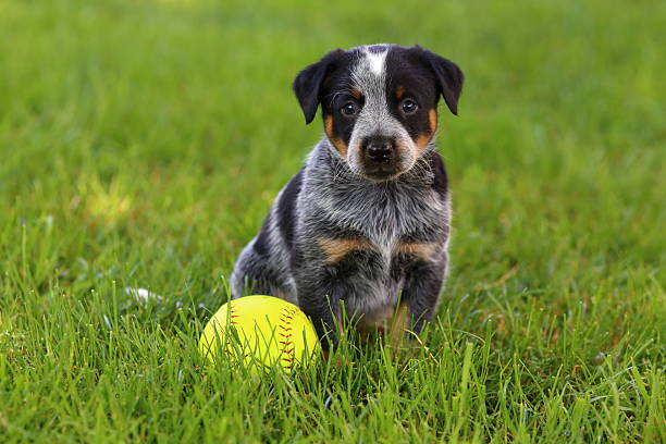 istock Blue Heeler (Australian Cattle Dog) Puppy with Baseball 503375297