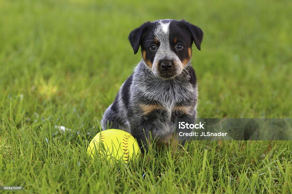 Blue Heeler (Australian Cattle Dog) Puppy with Baseball A beautiful Blue Heeler puppy (Also known as Australian Cattle Dogs) sits in some lush green grass with a baseball, ready to play! Alertness Stock Photo