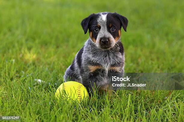 Blue Heeler Puppy With Baseball Stock Photo - Download Image Now