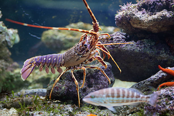 istock Lobster and fish in aquarium 503375571