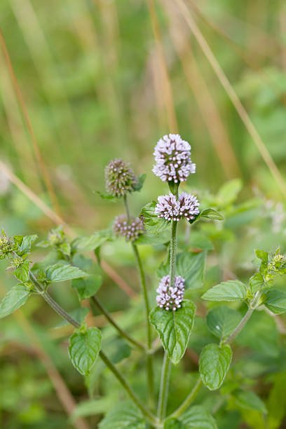 wasser mint (mentha aquatica) - mentha aquatica stock-fotos und bilder