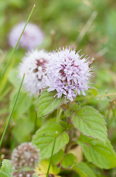 menta de agua (mentha aquatica) - mentha aquatica fotografías e imágenes de stock