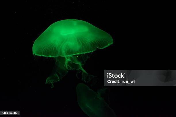 Green Penicillatus Stockfoto und mehr Bilder von Qualle - Qualle, Aquarium - Haustierbedarf, Aquatisches Lebewesen