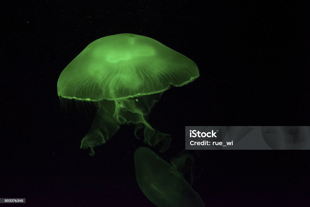 Зеленый Медуза - Стоковые фото Медуза роялти-фри