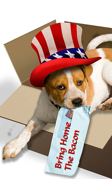 istock Bring home the bacon puppy. 503376995