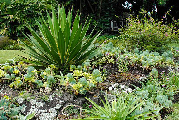 istock Horizontal View Collection Succulent Plants Goma Africa 503377403