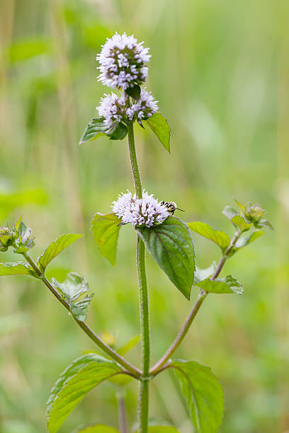 menta de agua (mentha aquatica) - mentha aquatica fotografías e imágenes de stock