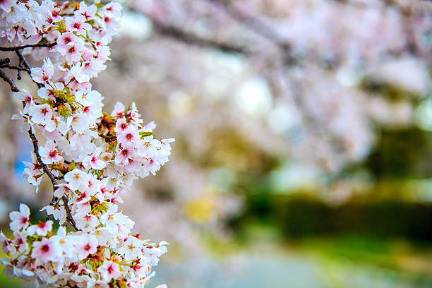 istock Sakura season in Kyoto, Japan 503377683