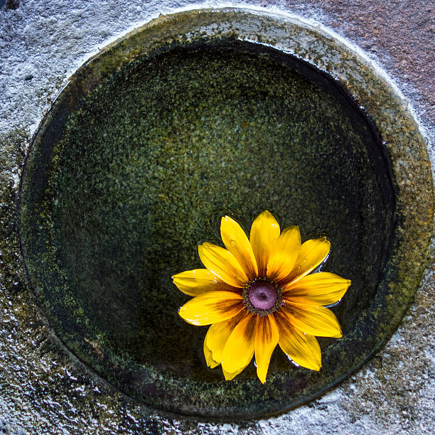 istock Yellow flowers floating in a water bowl 503377861