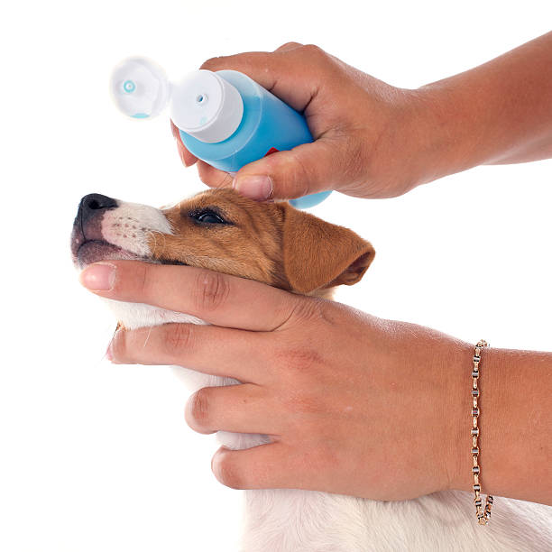 istock puppy jack russel terrier 503378465
