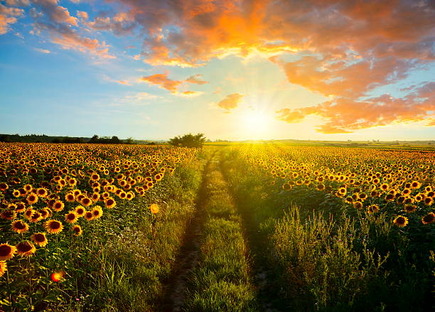pôr do sol paisagem de xxxl - flower sunflower field landscaped - fotografias e filmes do acervo