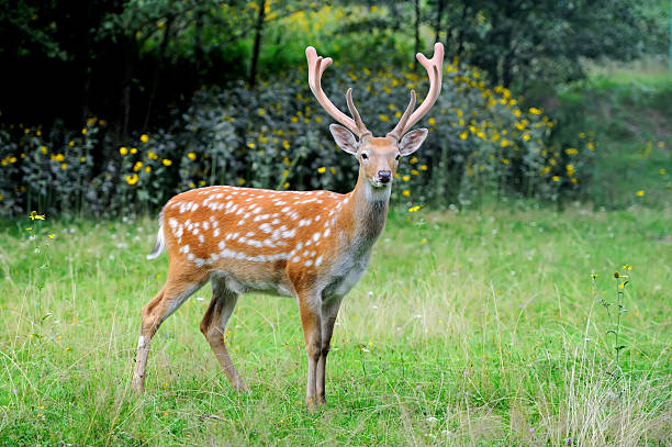 istock Whitetail Deer standing in summer wood 503385018