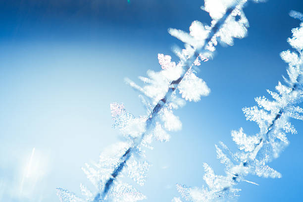 istock small twig covered with hoarfrost ice crystals in winter 503385566