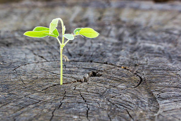istock The concept of business growth 503386134