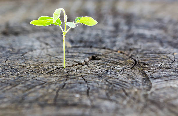 コンセプトのビジネスの成長します。 - middle human age leaf tree ストックフォトと画像