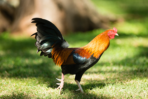 A wild Rooster is common in the parks of Oahu