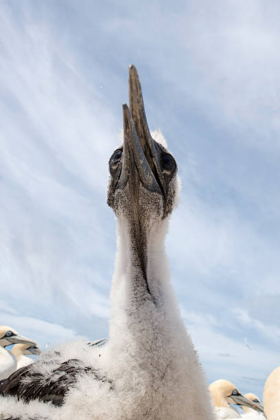 istock portrait of a single cape gannet 503386972