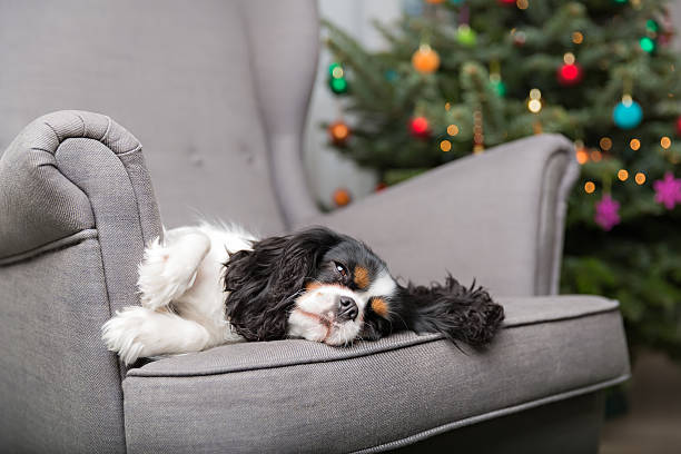 istock dog portrait 503387750