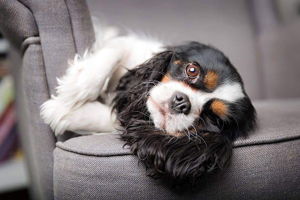 istock dog portrait 503387812