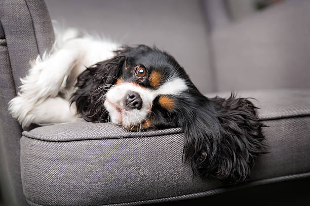 istock dog portrait 503387836