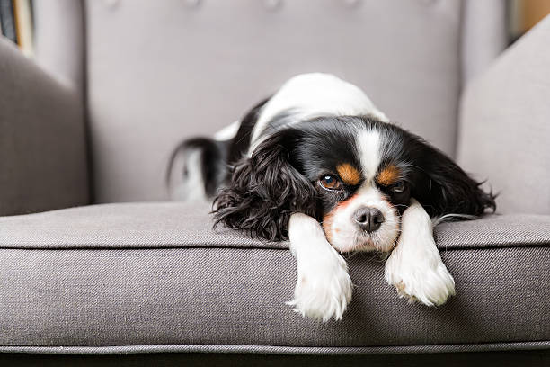 istock dog portrait 503387850