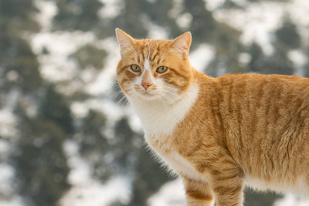 istock Close up portrait of a cat. 503388028
