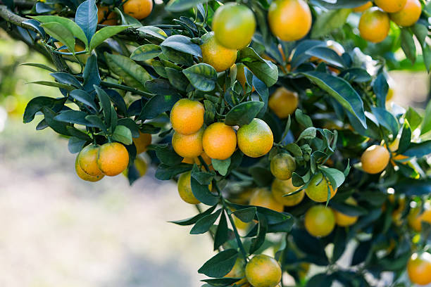 istock Orange tree - Orange Farm - Orange Park 503388928