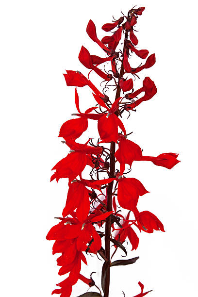Flowering red Lobelia plant ( Lobelia cardinalis ) in summer Flowering red Lobelia plant ( Lobelia cardinalis ) , isolated against a white background lobelias stock pictures, royalty-free photos & images