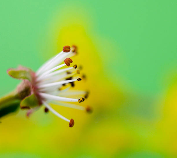 istock Beautifull subtle colors of a stamens, macro, 503389826