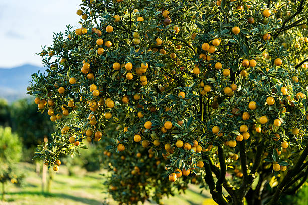 istock Orange tree - Orange Farm - Orange Park 503389962