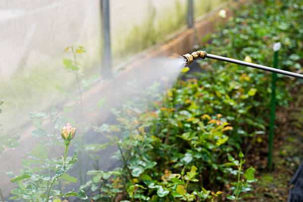 istock Watering flowers in the garden 503390954