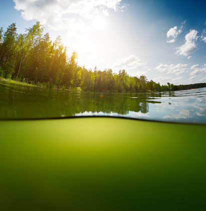 Split shot of the freshwater pond with forest above the surface and glare blank background underwater