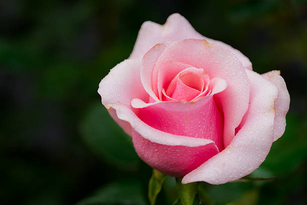 istock fresh pink rose in a garden ,blured background 503391172