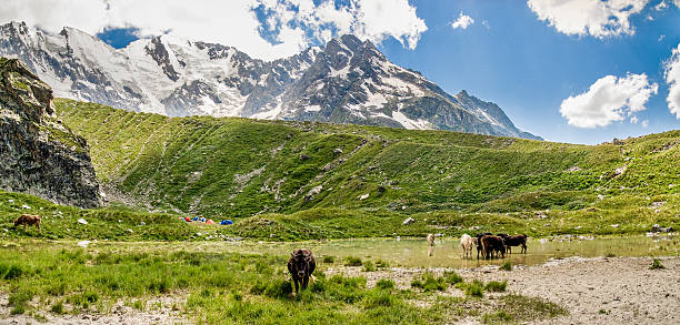 istock Beautiful green mountain valley 503392470