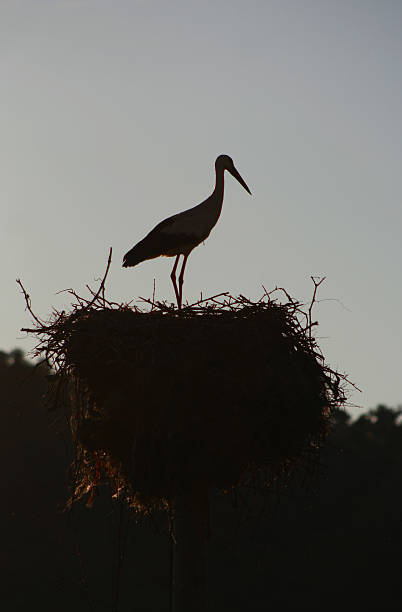 istock Silhouette of a white stork 503394836
