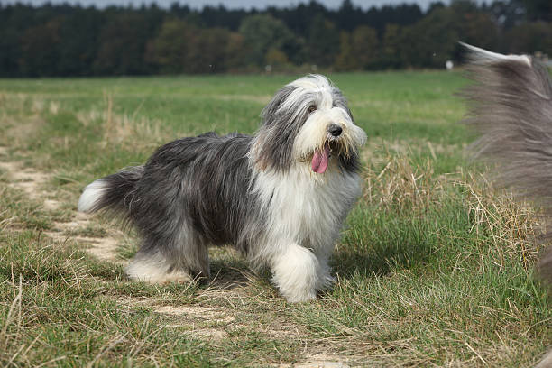istock Bearded collie running in nature 503394974