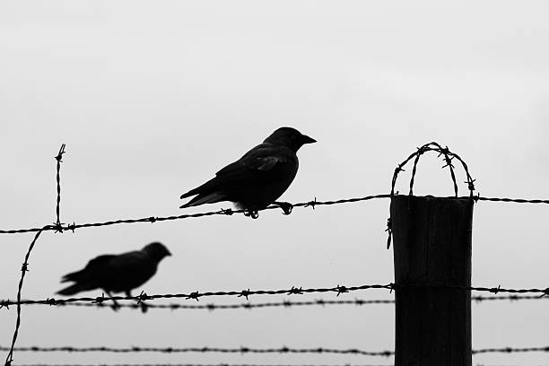 istock Two crows on the barb wire fence 503395244
