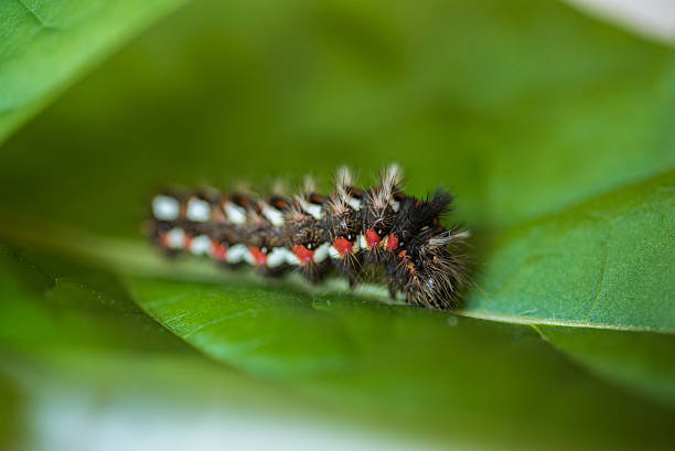 istock Acronicta rumicis caterpillar on a green leaf 503395540
