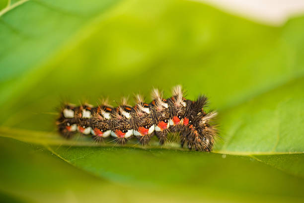 istock Acronicta rumicis caterpillar on a green leaf 503396086