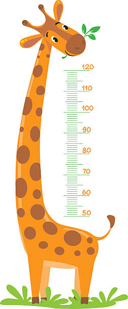 illustrations, cliparts, dessins animés et icônes de girafe mètres mur - cartoon giraffe young animal africa