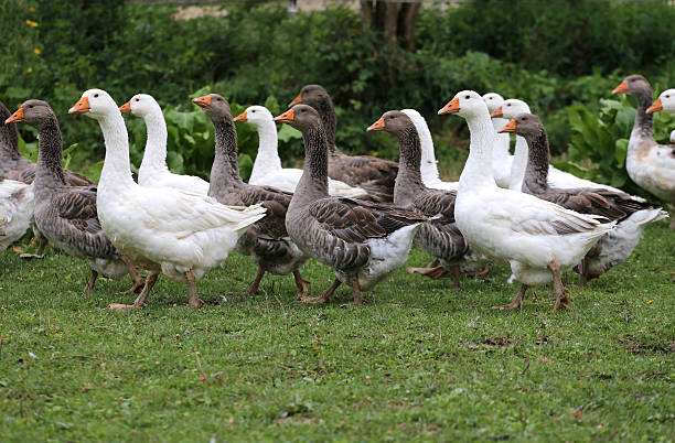 istock Young white geese grazing on pasture summertime 503396828