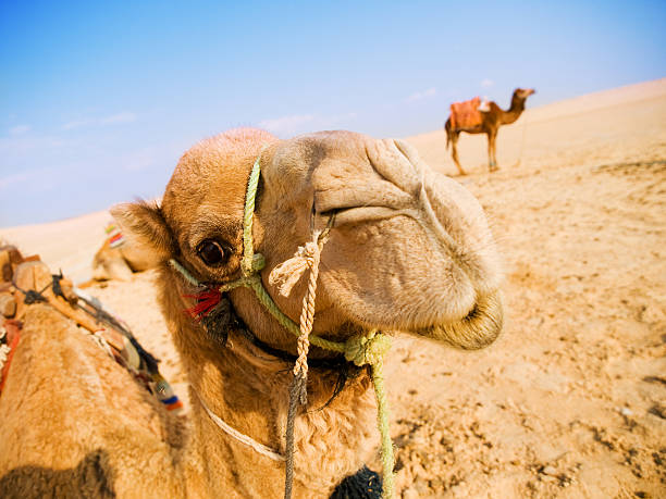 istock Camel in the desert 503396956