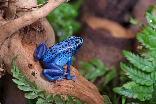 (Blue poison-dart frog (Dendrobates tinctorius azureus)